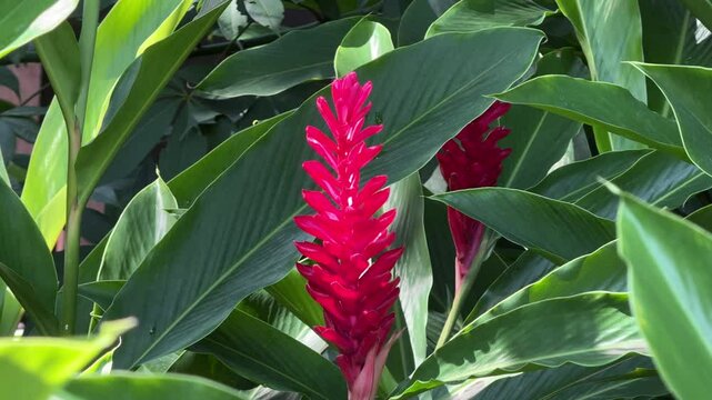 Red Ginger (Zingiber officinale Roscoe Scientific name:), flowering red,  in the garden.