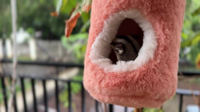 a cute sugar glider in an orange fluffy pouch hanging outside on a rainy day. classic grey female sugar glider looking around from a hole
