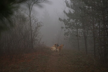 Two dogs wander along a narrow path in a foggy forest, surrounded by trees, evoking a serene and mysterious atmosphere in the early spring.