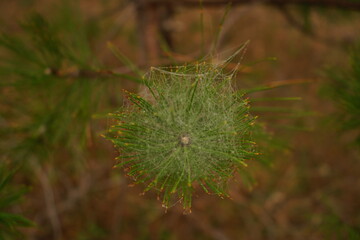 A delicate spider’s web intricately covers a bundle of pine needles, showcasing nature's artistry...