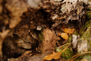 A detailed view of rough bark, moss, and scattered autumn leaves showcases the beauty of a forest floor. The colors and textures highlight nature's transitions in fall.