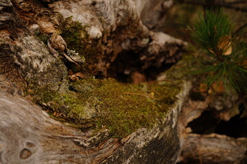 A close-up view reveals moss growing richly on weathered wood in a serene forest setting. This scene captures the beauty of nature in autumn.