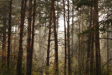 Obraz premium Sunlight gently breaks through the tall trees of a tranquil forest, casting a warm glow on the greenery below and creating a peaceful atmosphere.