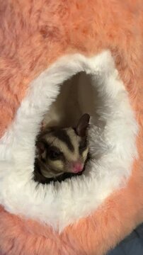 a cute sugar glider in an orange fluffy  pouch. classic grey female sugar glider looking around from a hole, looking sleepy