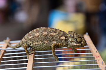 Retrato de camaleón encima de la jaula. © Lola Fdez. Nogales