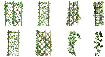 Natural ivy trellis designs for vertical gardening in outdoor spaces isolated on transparent background
