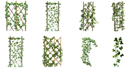Natural ivy trellis designs for vertical gardening in outdoor spaces isolated on transparent background