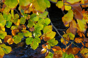 Brightly coloured autumnal leaves