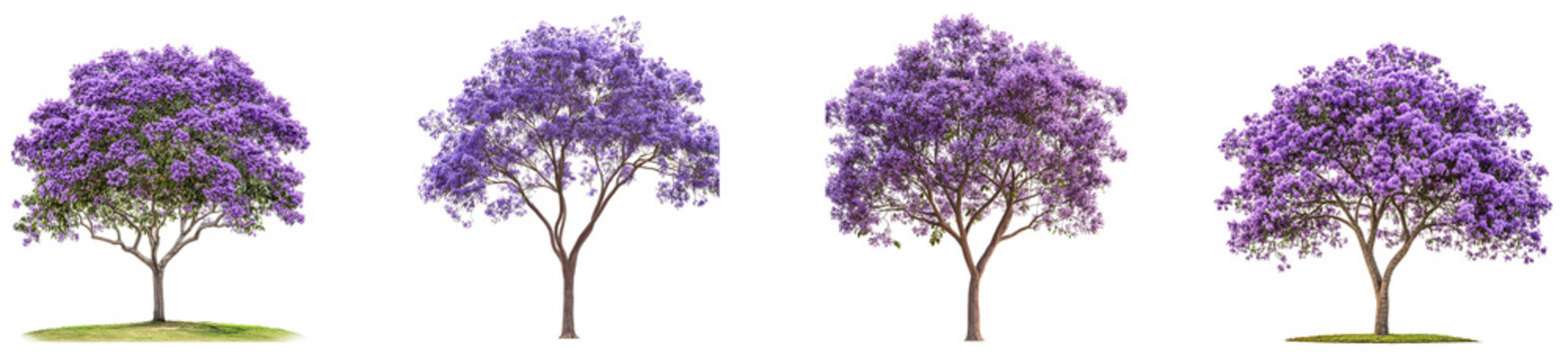 Beautiful jacaranda trees in full bloom during spring season isolated on transparent background