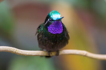 Purple-throated Mountain-gem (Lampornis calolaemus) hummingbird in Costa Rica, perched with...