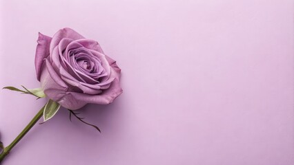 A single delicate lavender rose blooms on a soft pastel background, creating a serene and elegant visual