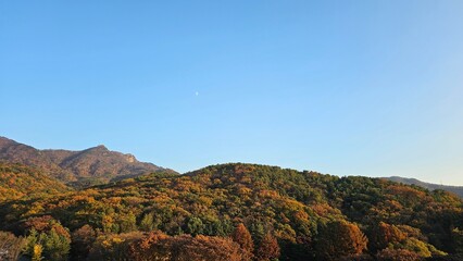 가을에 빨갛고 노랗게 물든 나무와 하늘이 보이는 자연경관