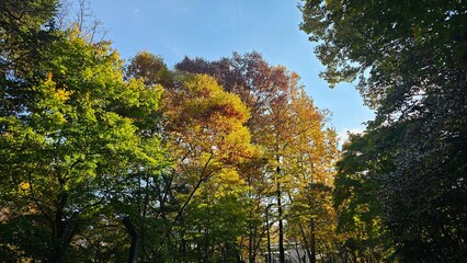 가을에 빨갛고 노랗게 물든 나무와 하늘이 보이는 자연경관