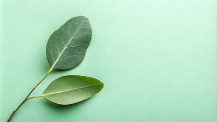 Fototapeta premium Two Green Leaves on a Light Green Background
