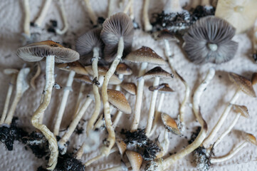 Freshly Harvested Golden Teacher Psilocybe Cubensis Mushrooms