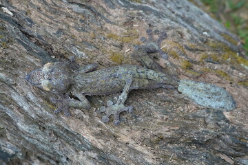 nocturnal leaf-tailed gecko of Madagascar on a branch 