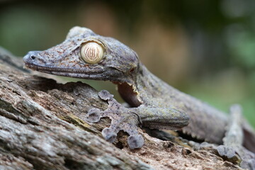 nocturnal leaf-tailed gecko of Madagascar on a branch 