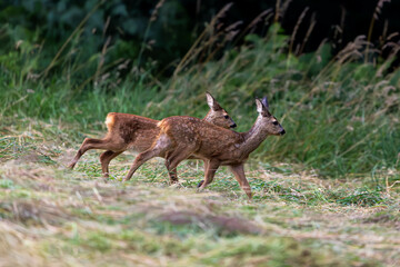 deer in the field