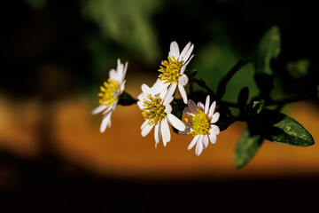 夕日を受ける山白菊