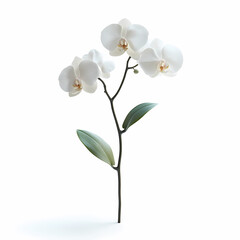 Obraz premium Bouquet of Phalaenopsis Orchids flowers
