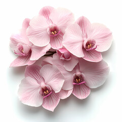 Obraz premium Bouquet of Phalaenopsis Orchids flowers