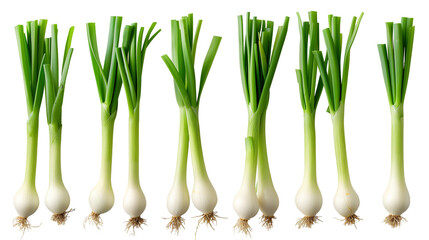 Scallion (Green Onion) Mockup