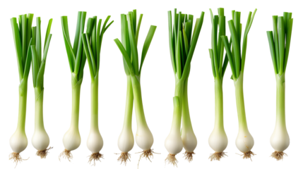 Scallion (Green Onion) Mockup