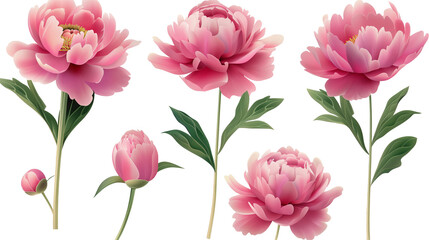 Peony flowers Mockup