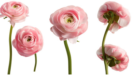 Ranunculus flowers Mockup