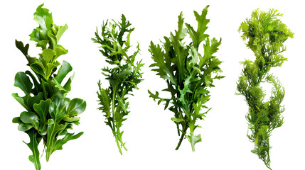 Seaweed Mockup