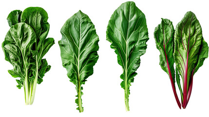 Swiss Chard Mockup
