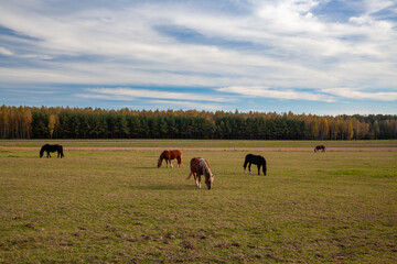 Horses grazing in a meadow, Podlaskie Voivodeship, Poland