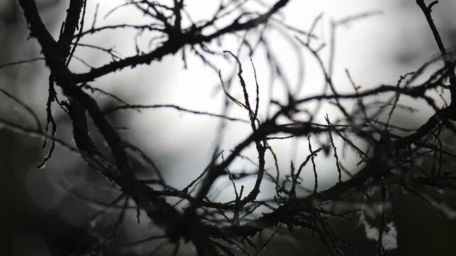 
Tangled branches in moody winter landscape.