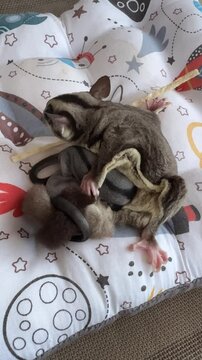 a female sugar glider taking care of its newborn babies. baby sugar glider. a sugar glider breastfeeding its babies. cute and adorable sugar glider family on a pillow ( Petaurus breviceps )