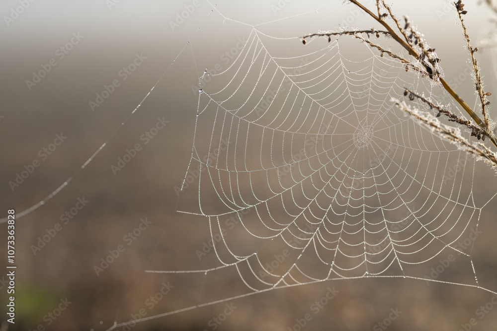 Wall mural a spider's web hangs between dry branches in the fall. drops of dew hang from the web. the backgroun