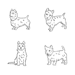 Decorative outline portrait of Dog Australian Terrier, vector