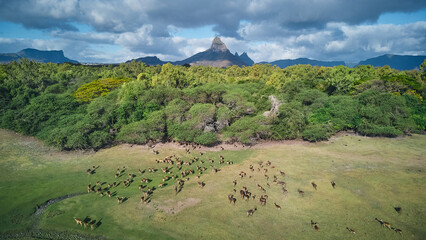 Aerial view of gorgeous Rempart mountain with deer herd in a wild nature, Mauritius island, Africa