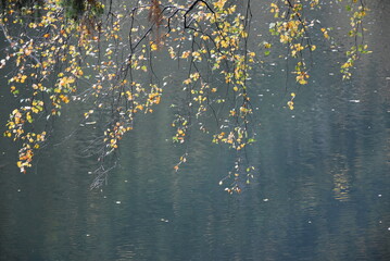Hängendes Herbstlaub am See