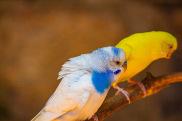 Colorful bird. Pair of white, blue and yellow lovebirds