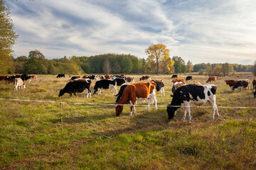 Cows grazing in a meadow, Podlaskie Voivodeship, Poland