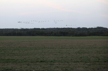 wild cranes fly to spend the night at the autumn sunset in the Russian national reserve Crane...