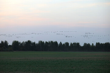 wild cranes fly to spend the night at the autumn sunset in the Russian national reserve Crane...