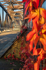 Hubbrücke Magdeburg über die Elbe mit rotem Weinlaub im Herbst 