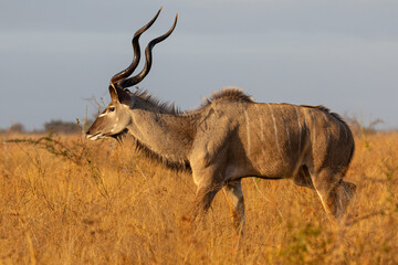 Side view  of a kudu bull with long spiral horns against a clear blue sky walking in long yellow...