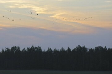 wild cranes fly to spend the night at the autumn sunset in the Russian national reserve Crane...