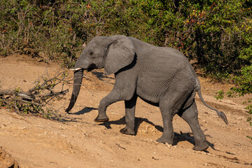 Elephant walking uphill after drinking water in a river