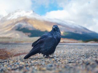 Black Crow. Portrait of a wild bird. Animals in the wild. Bird in the background of nature. Photo for design or background.