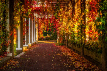 Pergola mit rotem Wein im Herrenkrug Magdeburg