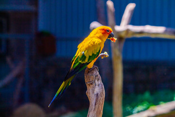 Colorful bird. Yellow and green color lovebird