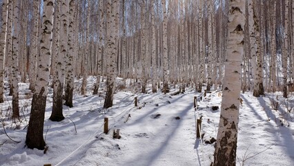 White birch woods, Inje, Gangwon, Korea
